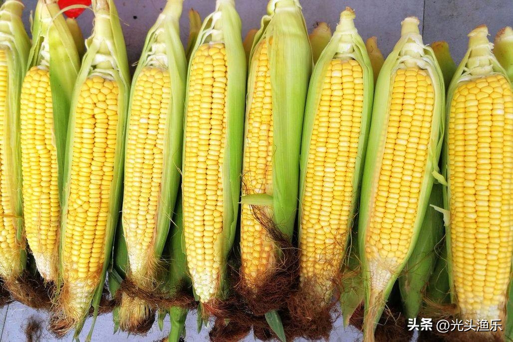 邓刚钓翘嘴鱼视频完整版,邓刚钓翘嘴鱼的方法及技巧