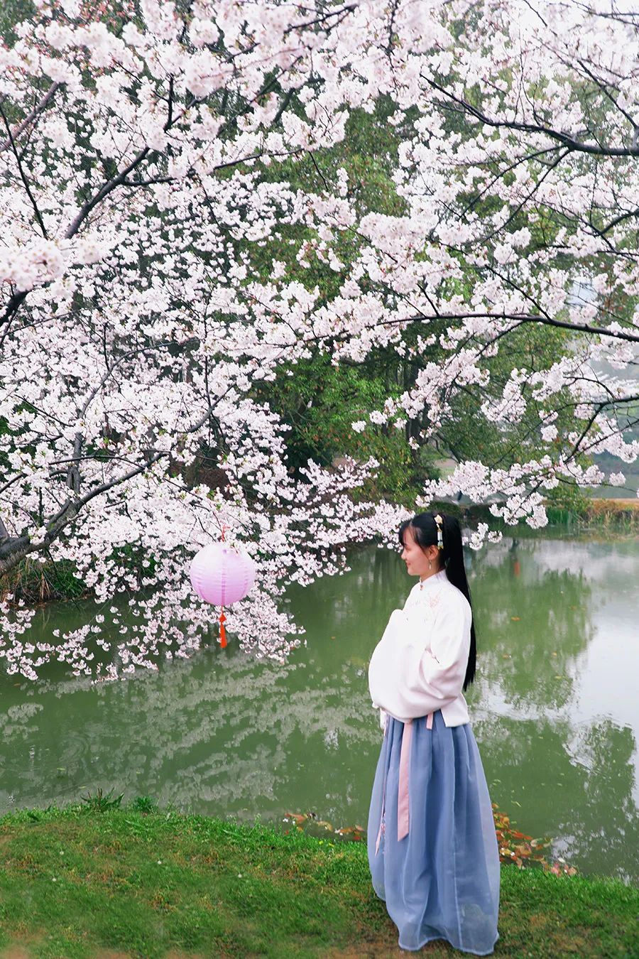 染井吉野樱花是什么樱花,大岛樱花和染井吉野樱的区别