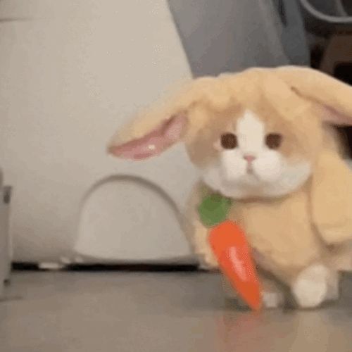 过敏体质的猫吃什么猫粮,低敏的猫有哪些品种