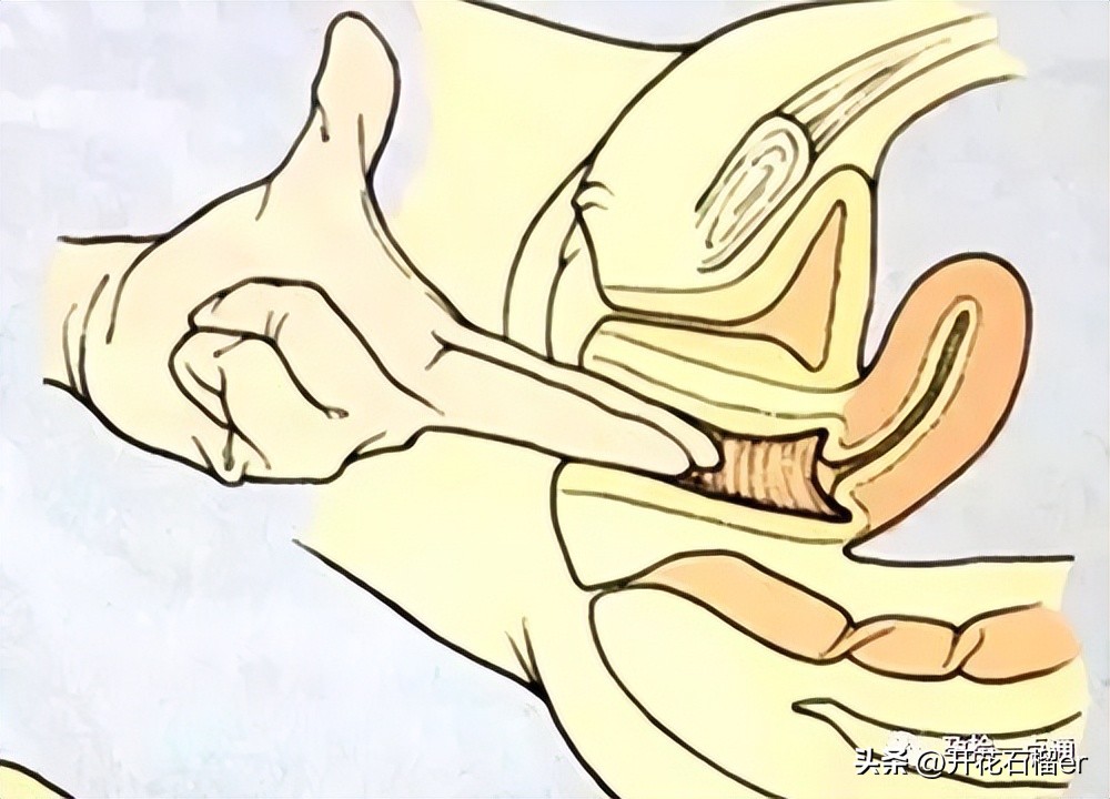 顺产中开十指是什么,顺产开十指指什么