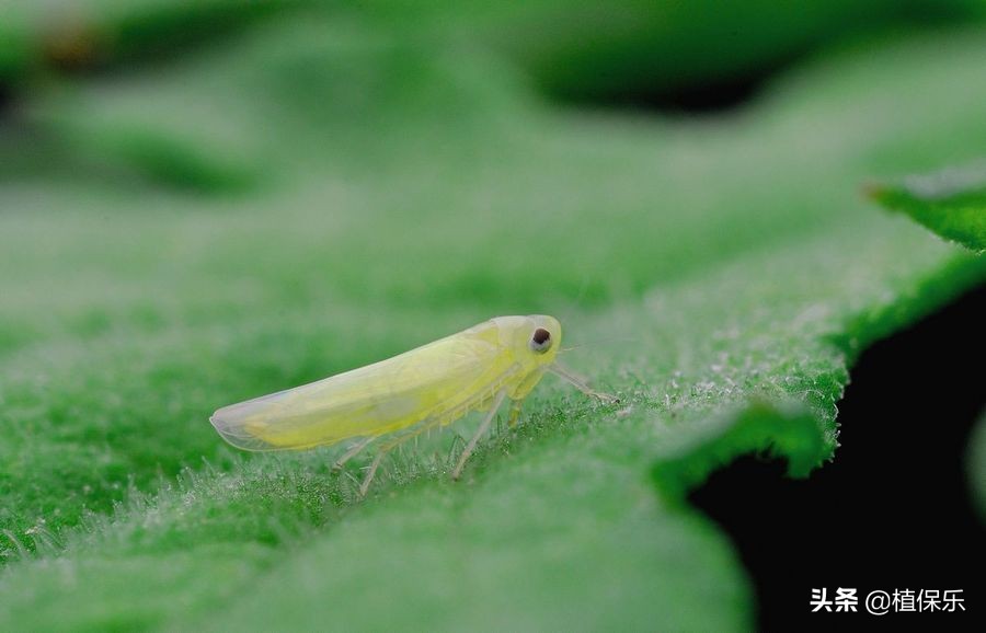 吡虫啉杀虫吗,80后杀虫