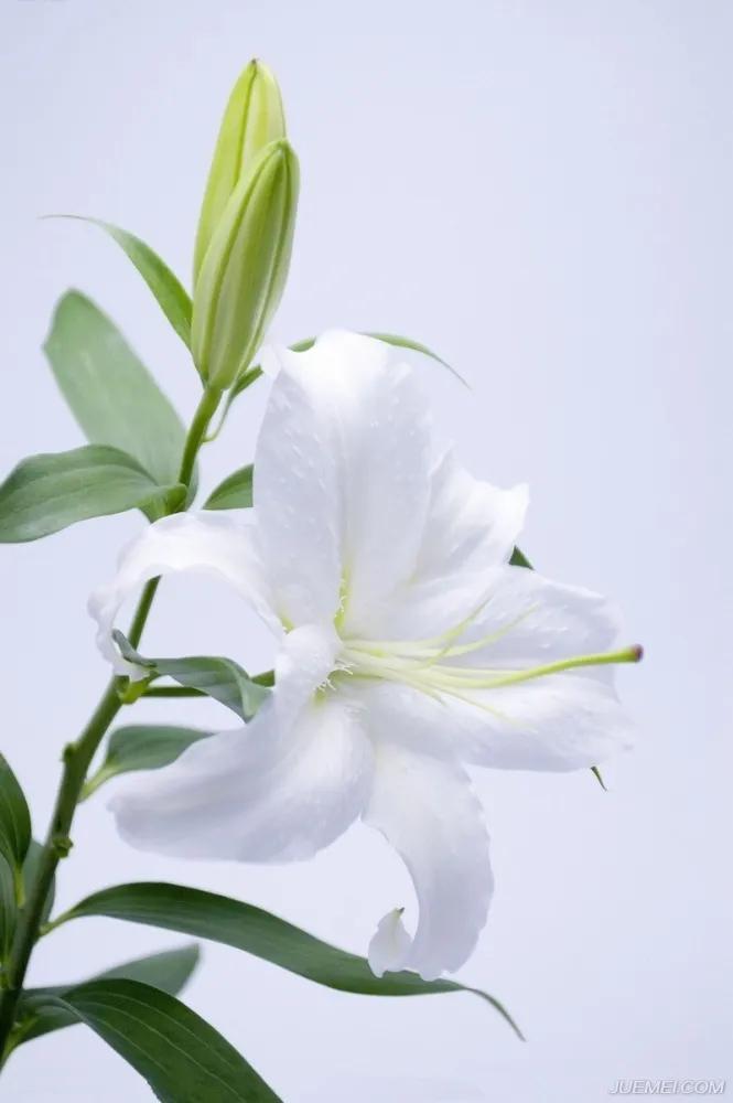 纯洁的百合花图片大全,纯洁的百合花