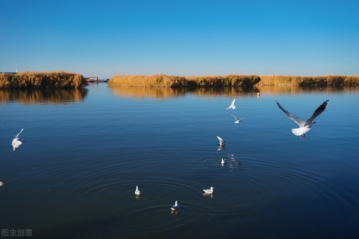 内蒙大草原烤全羊手把肉自驾游,内蒙古旅游蒙古包烤全羊哪里好吃