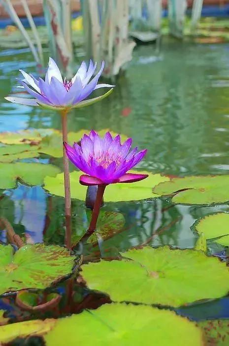 这二十幅极品花卉越看越醉,超好看又耐看的花卉图