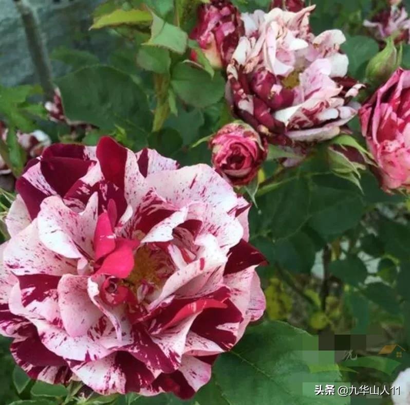 常见丰花月季品种一览,阳台盆栽丰花月季什么品种最好