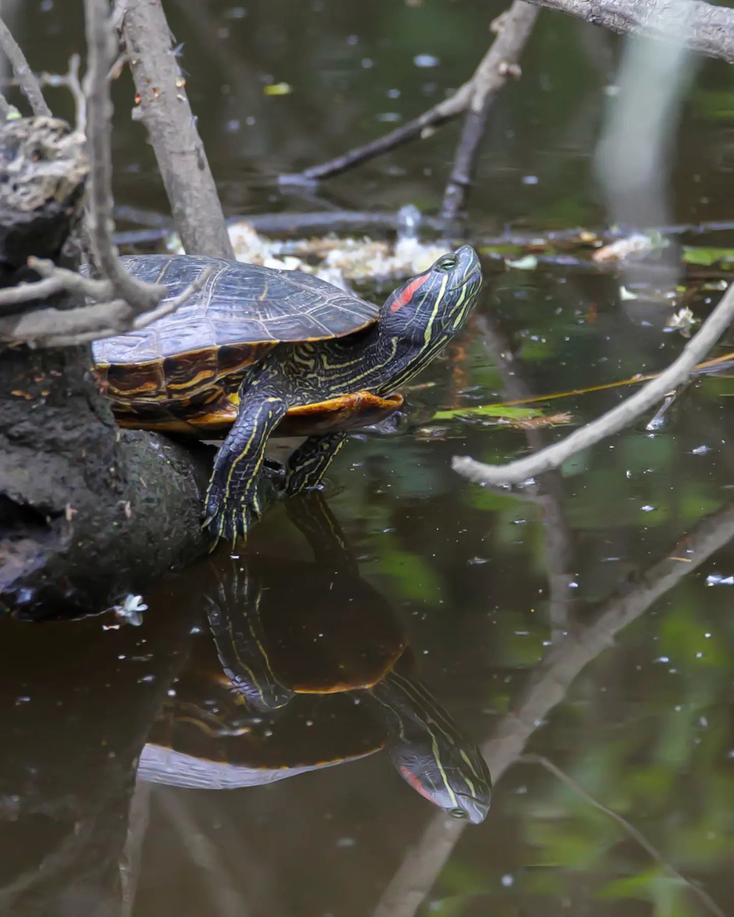 小巴西龟到了冬天怎么养,大型巴西龟冬天养的方法