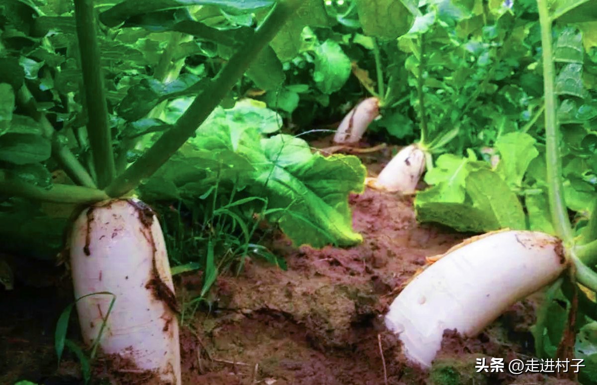 白萝卜最简单的病虫害防治方法,小圆白萝卜种植方法全过程