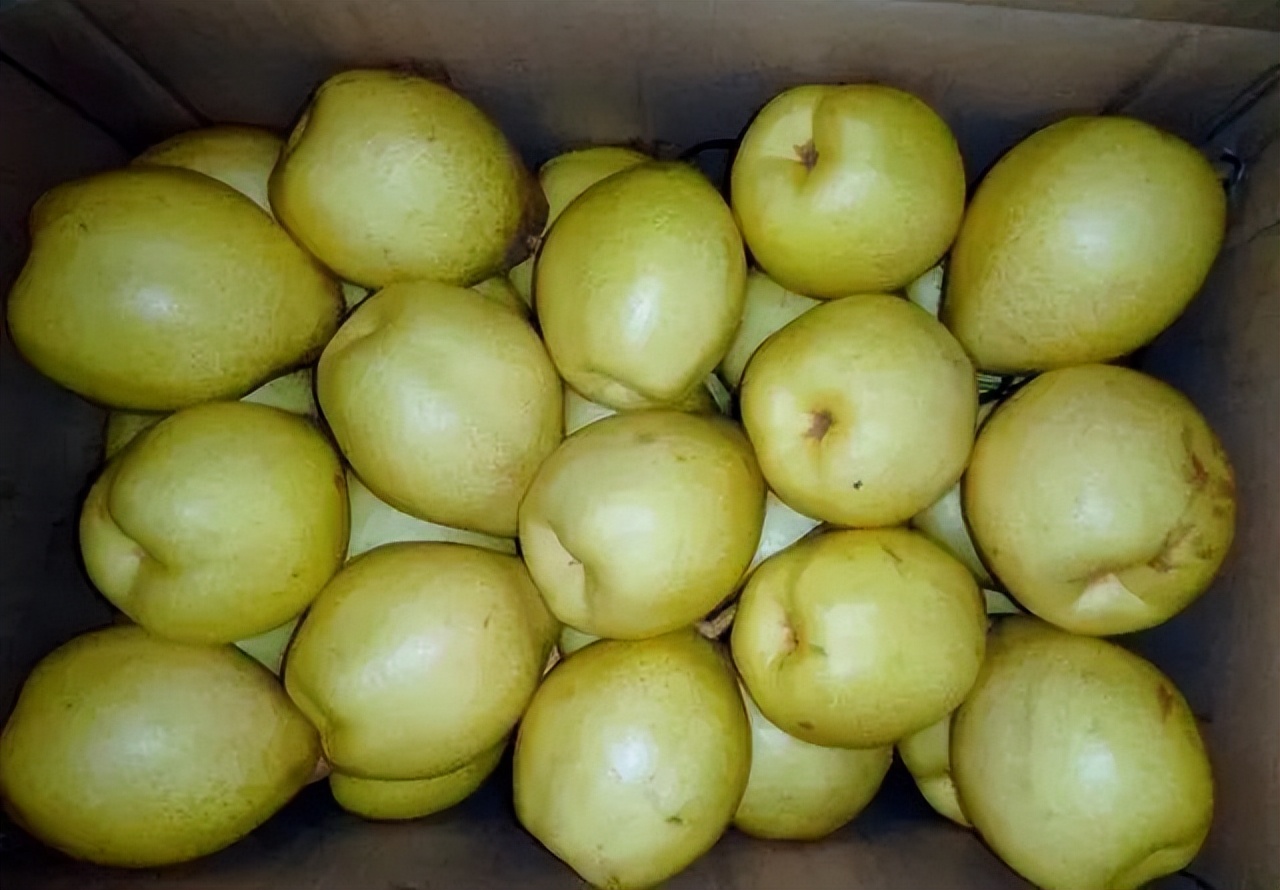 肺部结节能吃海鱼和虾吗,肺里有炎症能吃大虾吗