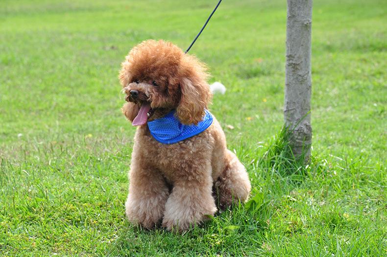 泰迪挑食不吃狗粮怎么办,泰迪挑食不吃饭