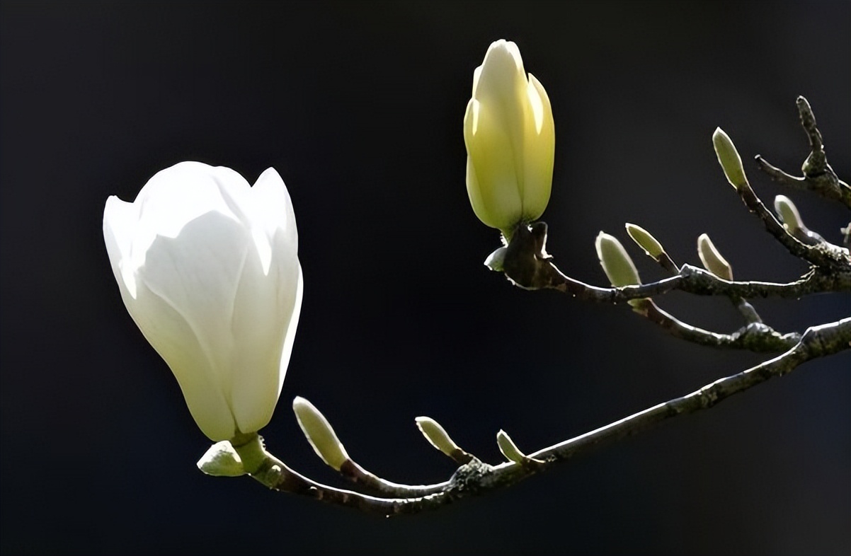 生肖龙的婚姻与爱情,生肖龙的婚姻与命运2006