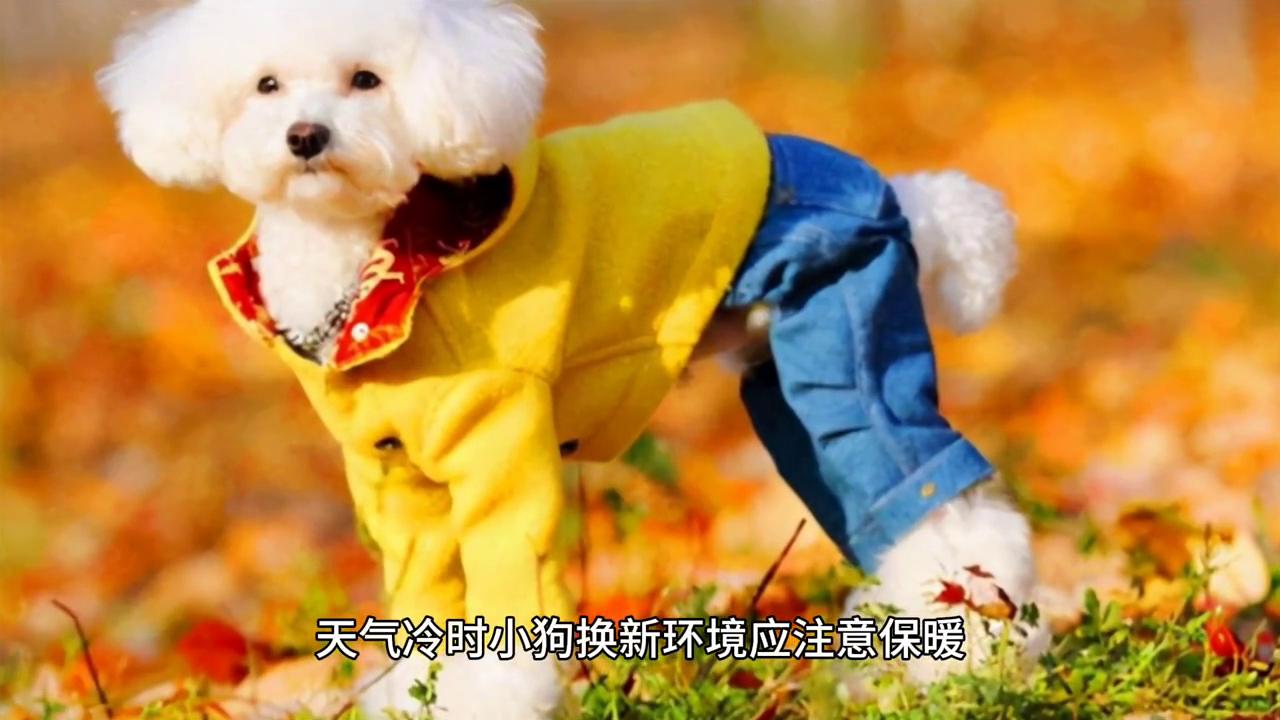 贵宾犬的饲养方法,贵宾犬幼犬怎么照顾