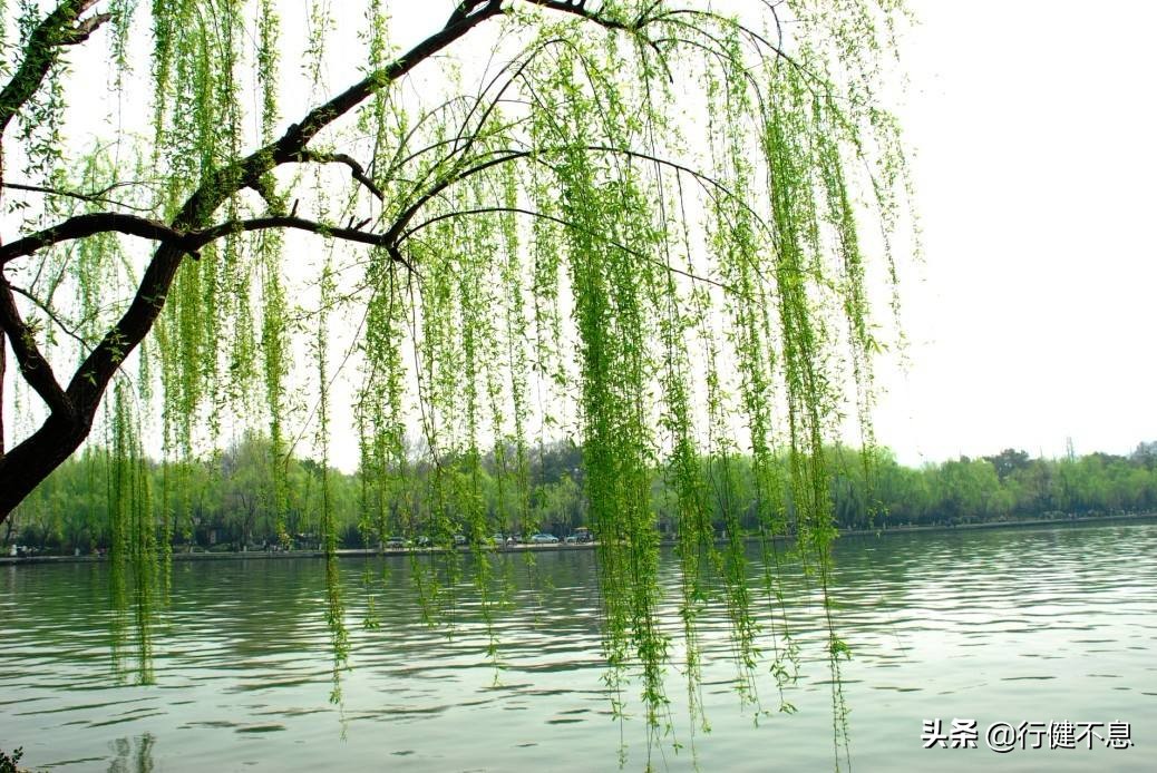 关于咏柳著名诗句及其赏析,咏柳经典诗词100首