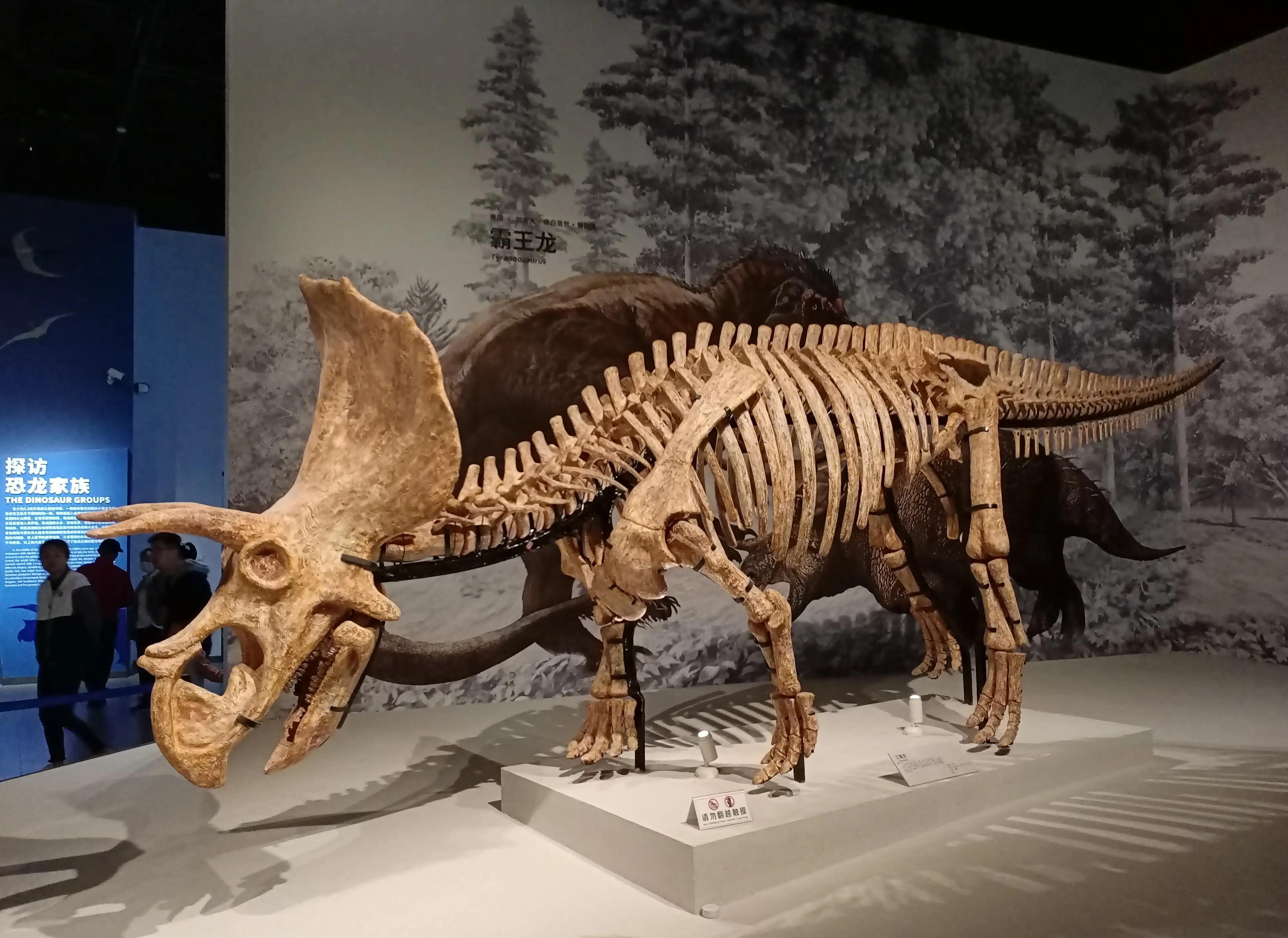 成都自然博物馆半价政策,成都自然博物馆能线下购票吗