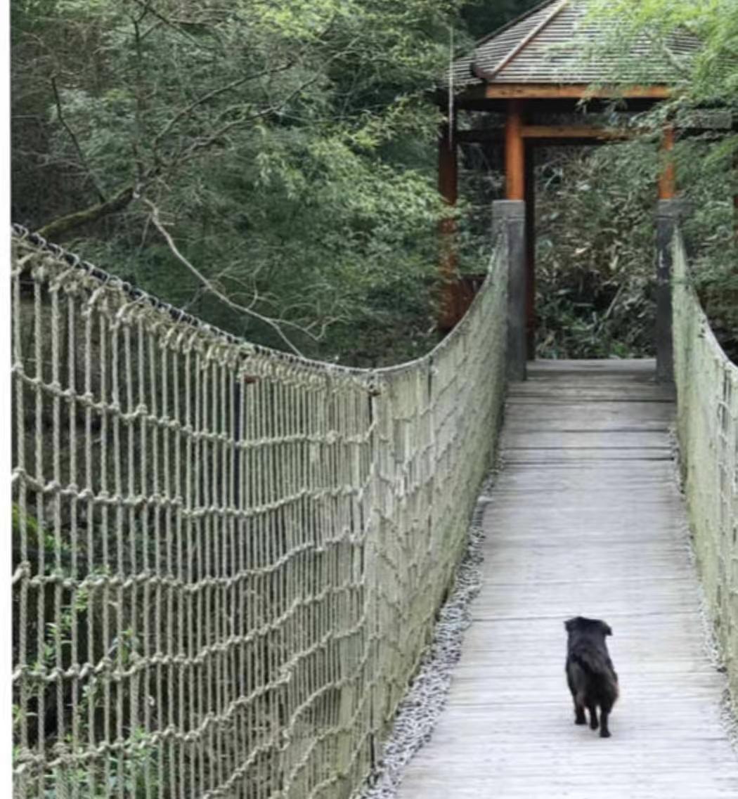 【上饶天下SHOW之广信区】中华蜜蜂谷:藏在五府山竹海密林中的蜜蜂“乐园”