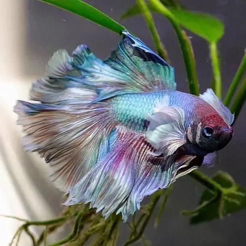 各种漂亮鱼的名称及图片,漂亮可爱的海水观赏鱼