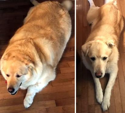 狗狗缺钙腿变形多久能补回来,狗狗缺钙怎么补最快最有效的方法