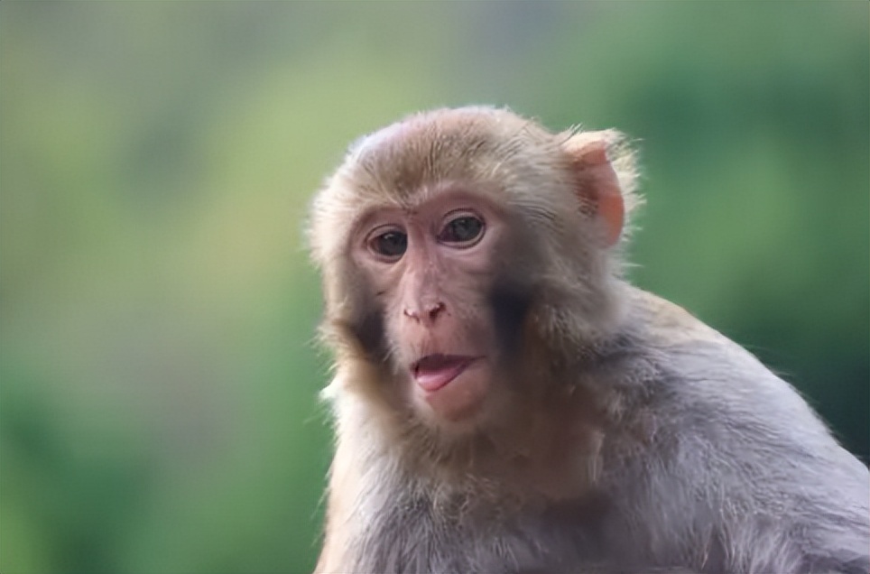 重庆小伙救下一只猕猴,重庆男子救助野生猕猴