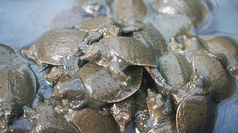 养殖哪个鳖种有前景,中华鳖养殖现状及未来发展