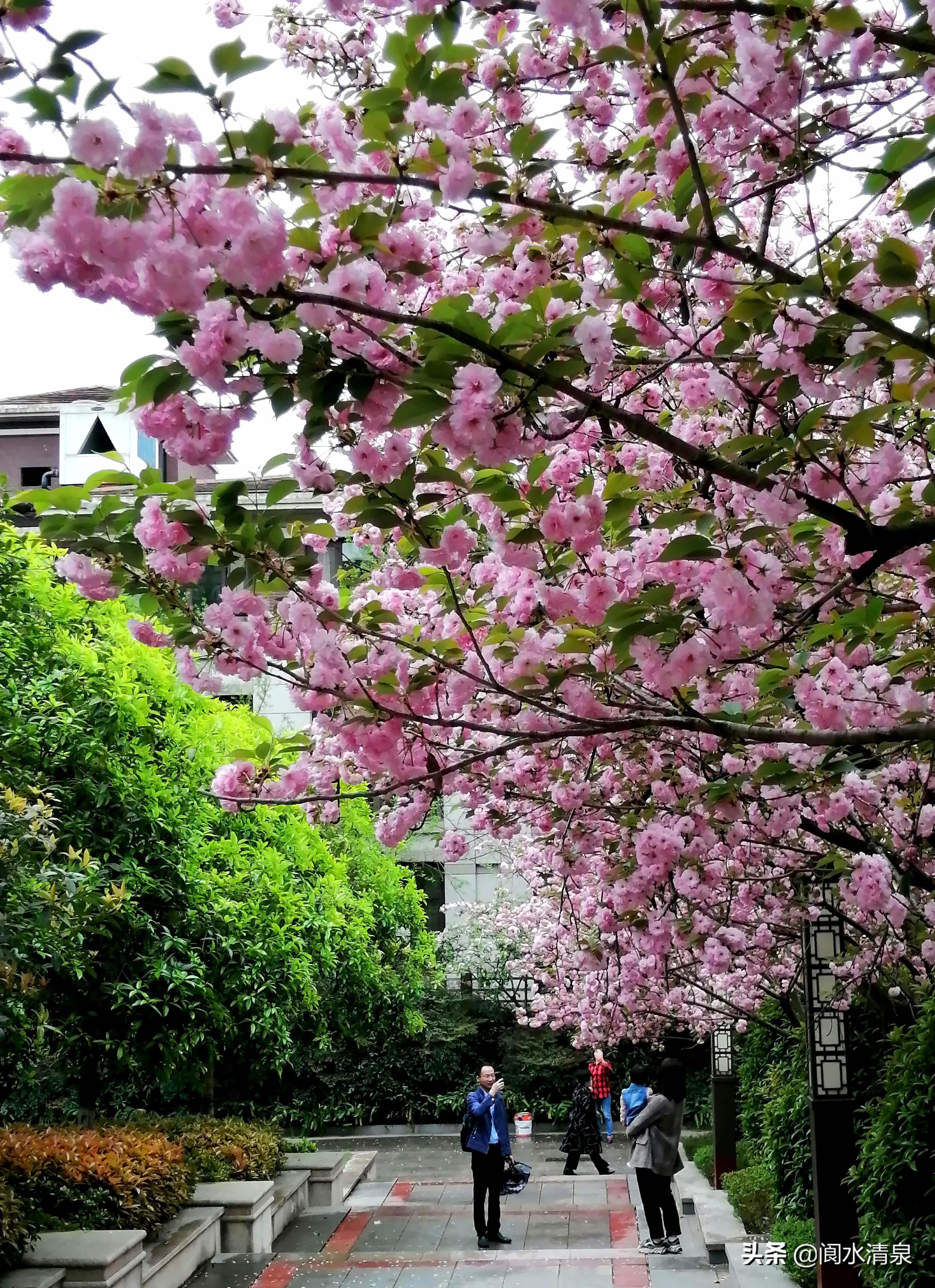 举目望樱花，一朵一朵笑语盈盈腾云来