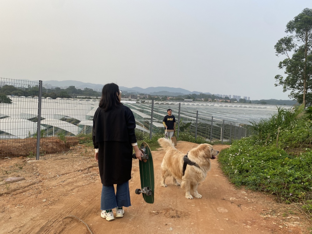 夫妻救助两条弃犬被控盗窃罪文书,喂养弃狗判刑后续