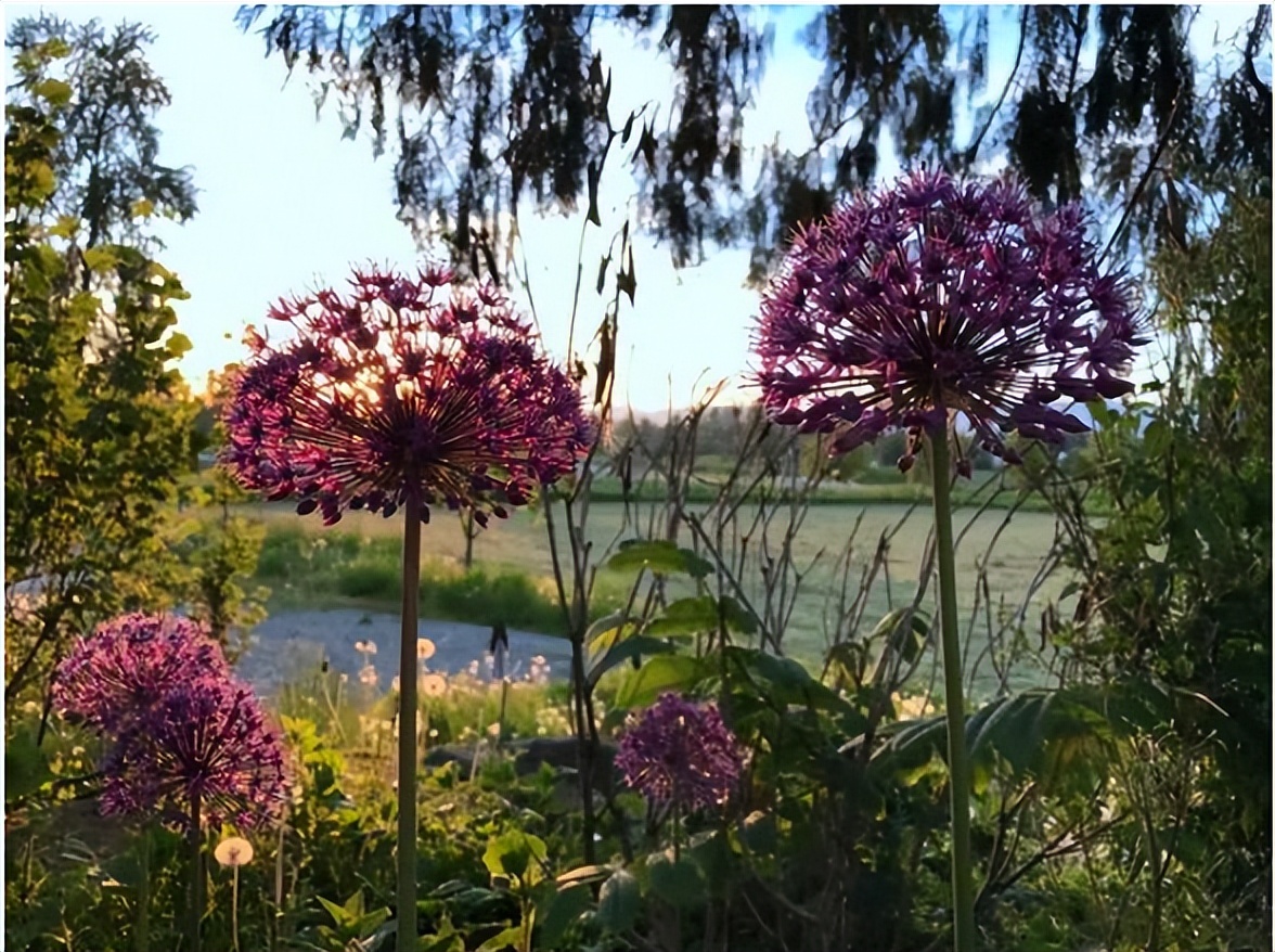 中国美女农场,中国女农场主