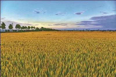 白露最怕什么气候,白露节气谚语预测冬天冷吗