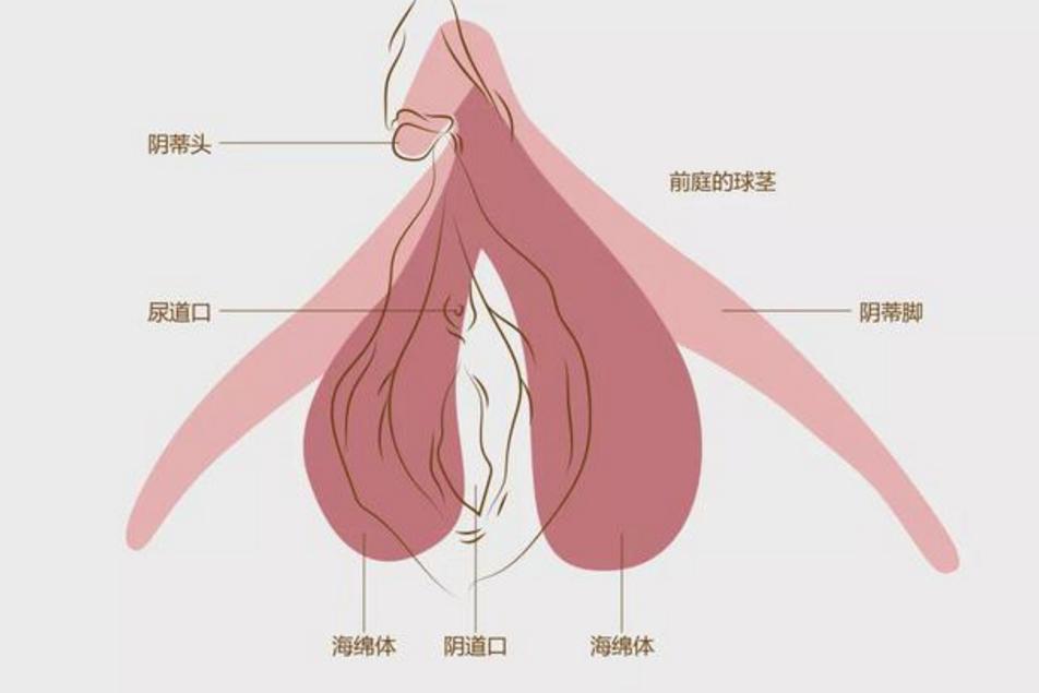 生理期同房竟沦落到做手术？女性海绵体破裂，究竟有多可怕