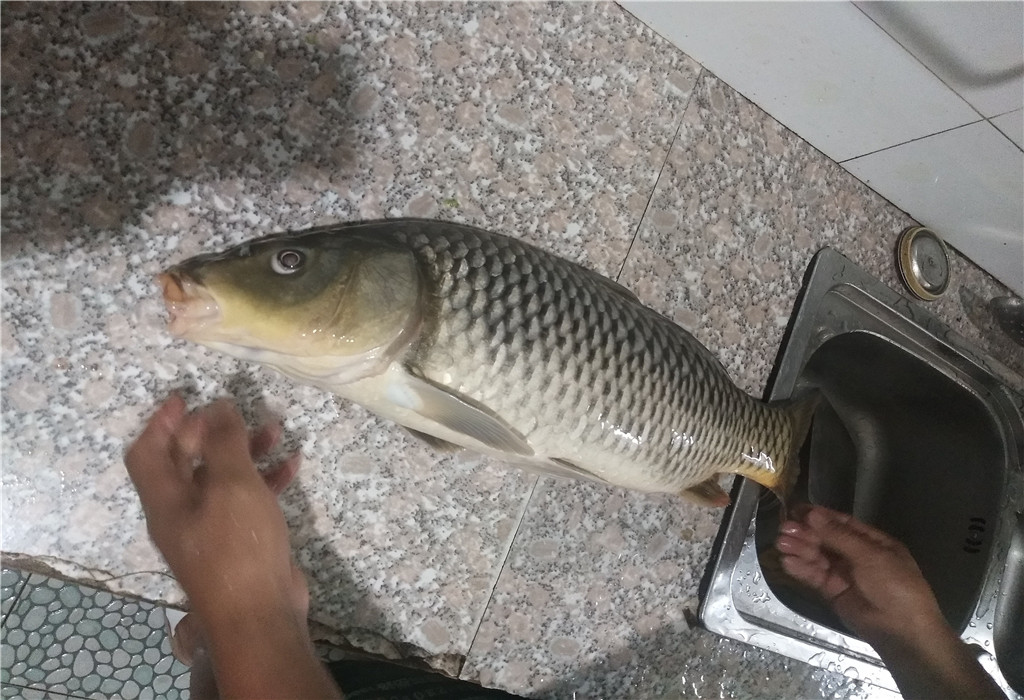 黑坑鲤鱼老玉米窝料制作方法,鲤鱼新鲜玉米窝料制作方法