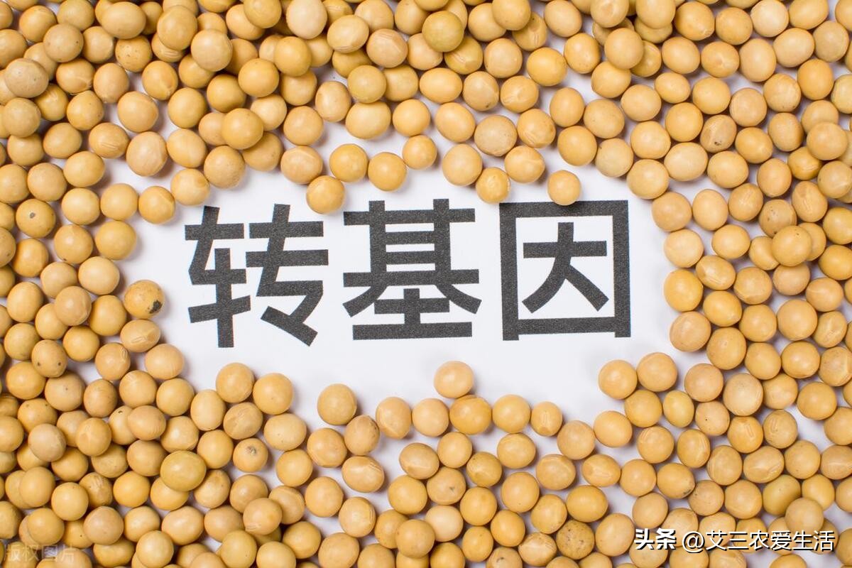 转基因食品对生育的危害,转基因食品对生殖有什么影响