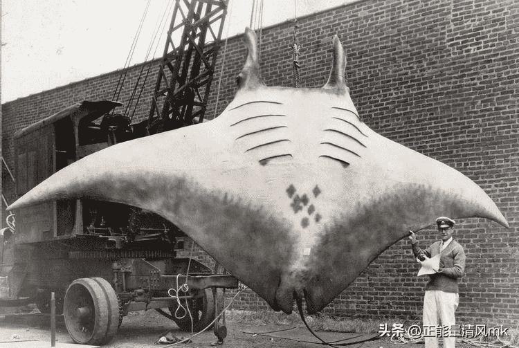 50年代处刑老照片图文,晚清犯人被打板子