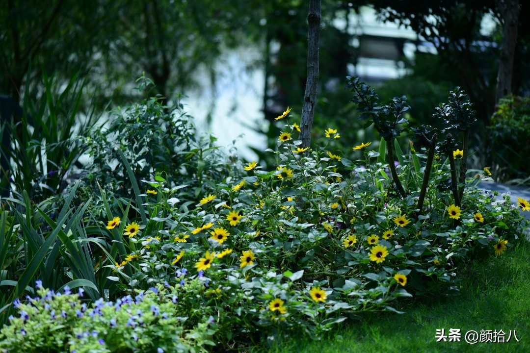 光辉岁月向日葵单朵花能开多少天,光辉岁月向日葵开花效果
