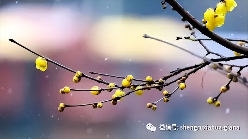 腊梅是在腊月开的,梅花是蜡梅还是腊梅