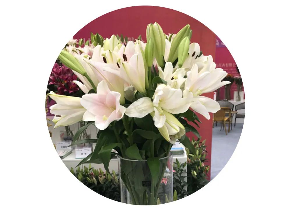 最美邂逅：百合博览园里美不胜收的名贵之花