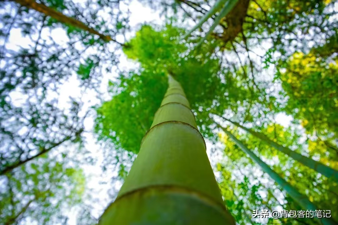 【原创】散文·江南春笋