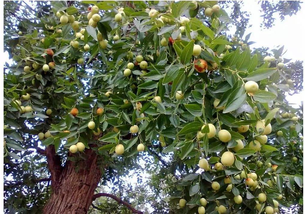 门前左右两边种树风水怎么说,自家门前种树风水讲究什么