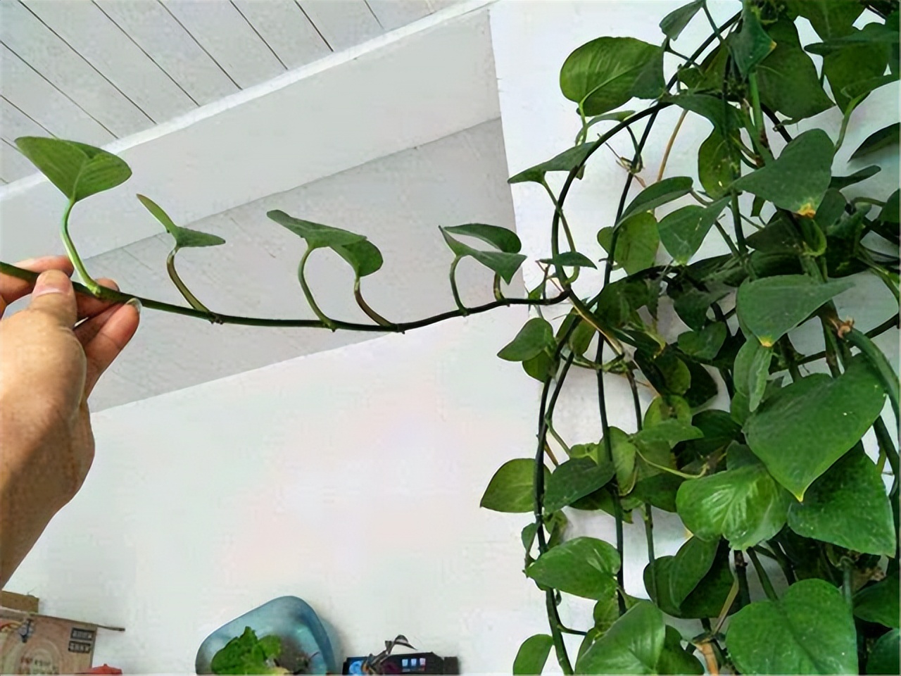 绿萝和文竹可以用缓释肥吗,绿萝富贵竹黄叶卷边茎细怎么办