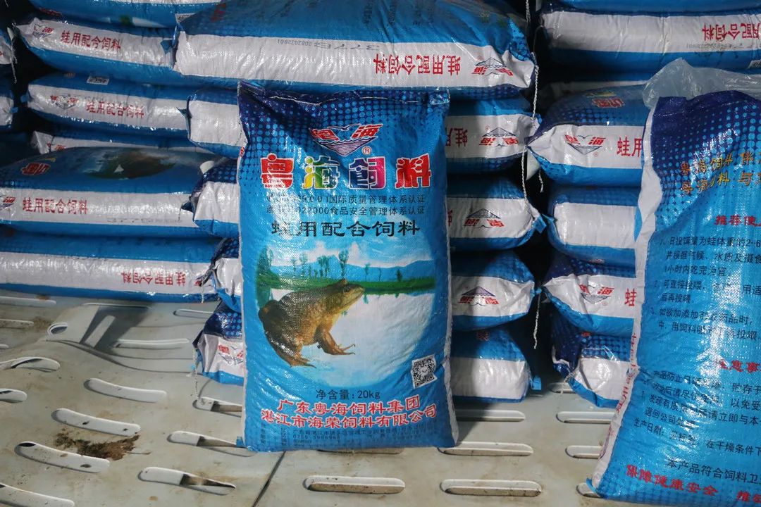 拥有多年的牛蛙养殖技术经验,致富经之牛蛙养殖