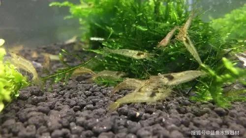 鱼缸内长藻怎么解决,鱼缸长满藻类怎么办