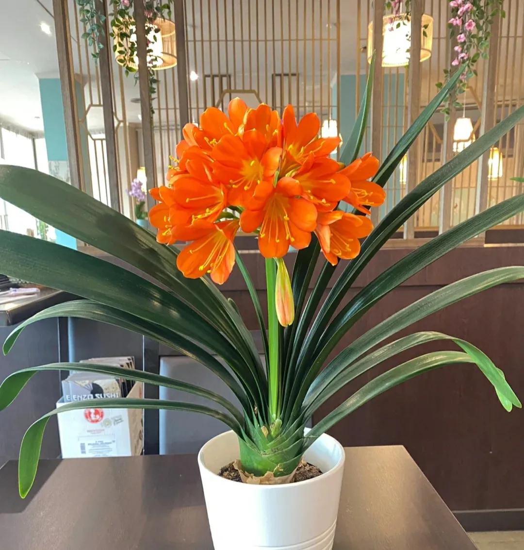 养了10年的君子兰今年终于开花了,养了好几年的君子兰终于要开花了