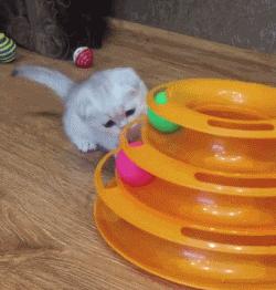 最需要给猫咪买这几样,最好不要给猫咪买的东西