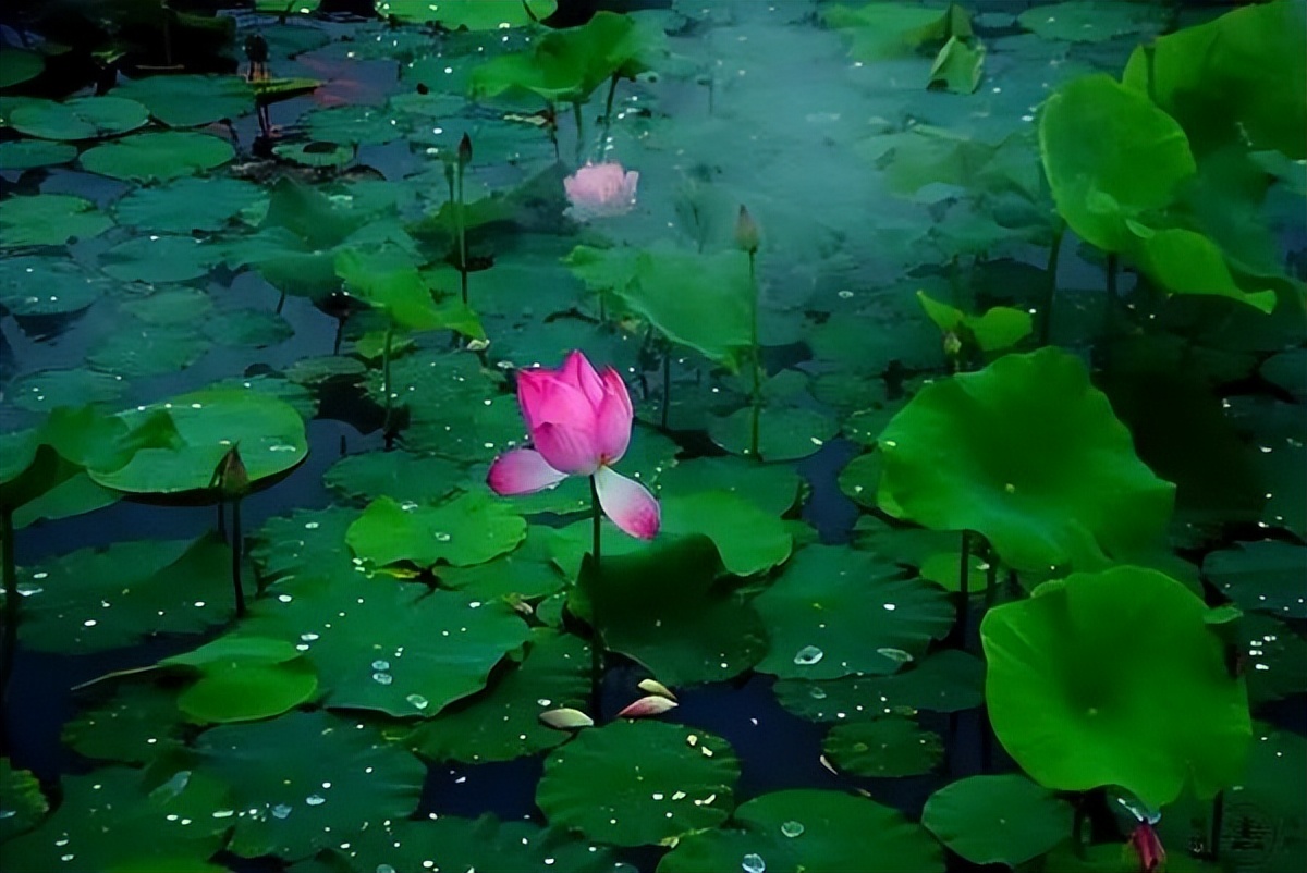 中国十大名花排行榜及图片,中国十大名花明细