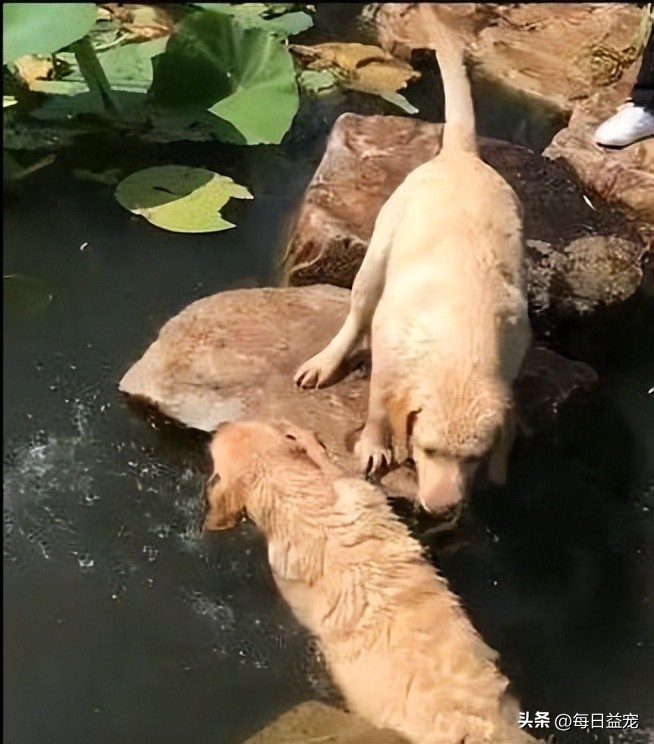 怕水的金毛过河,狗狗怕水不敢下河游泳