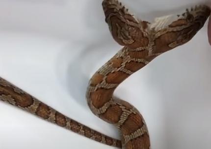 10种怪异的两个头动物,10种变异双头动物