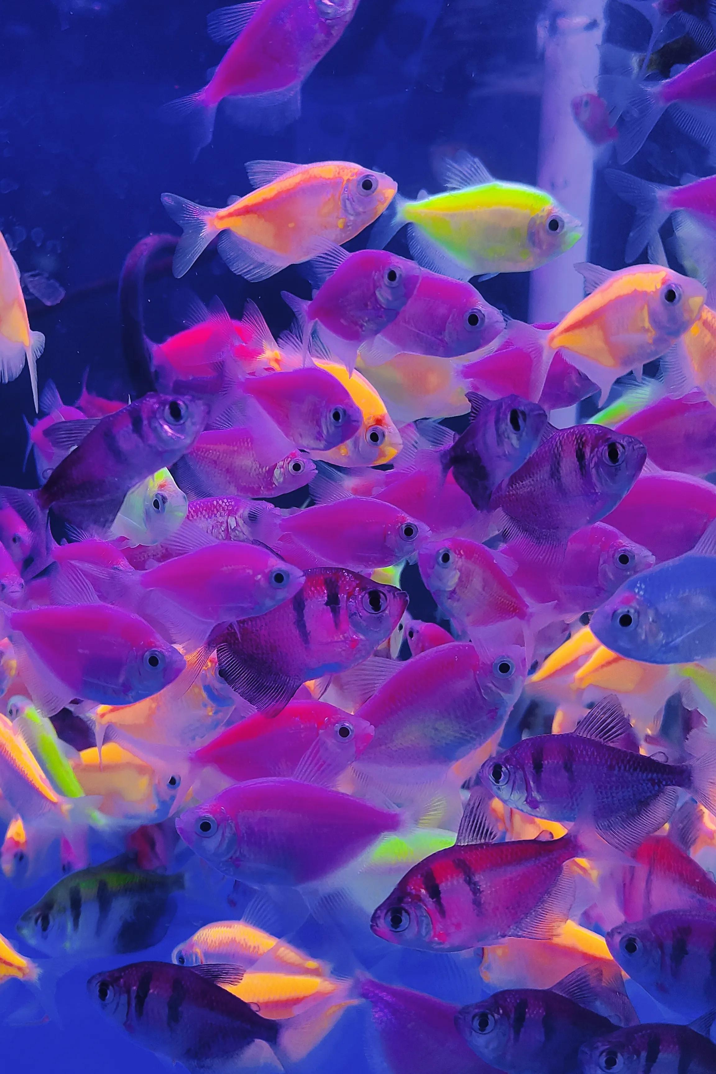 广西花鸟市场和南宁花鸟市场,广西平果花鸟市场在哪里