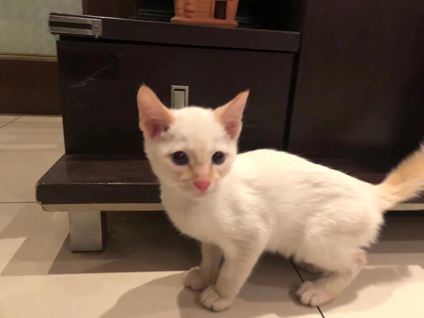 抗癌日记肿瘤,抗癌日记胰腺癌