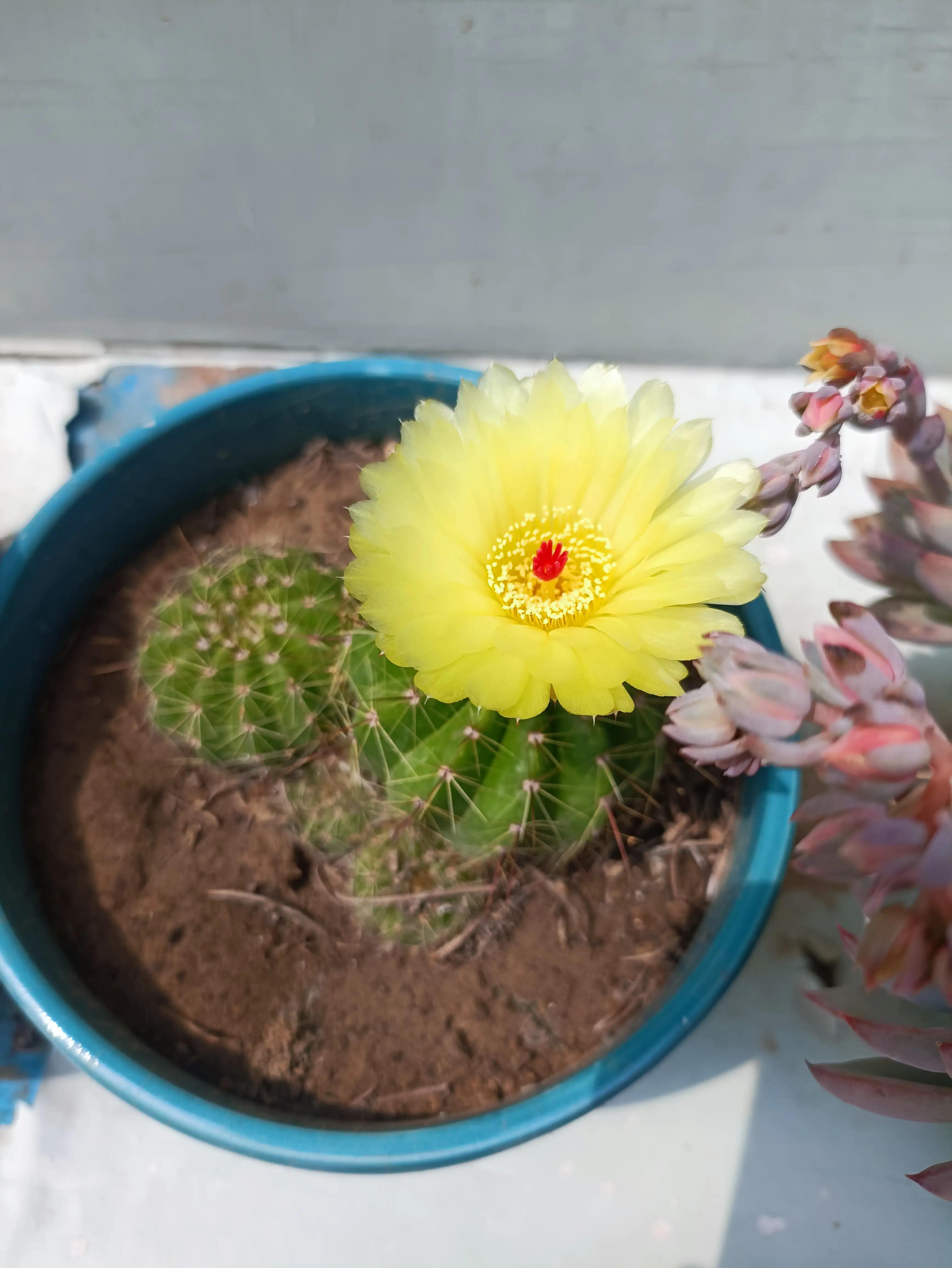 仙人球的花语完整版,仙人球的花期有多长时间呢