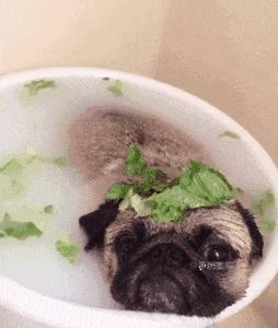 网友炸锅：麦当劳出了香菜新地，猫咪和狗狗能吃香菜吗？