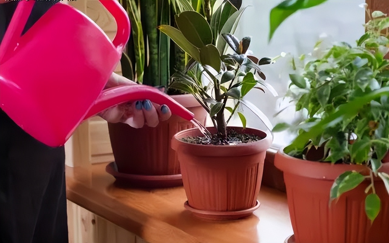 最旺家里的四种花,旺家旺财的8种花