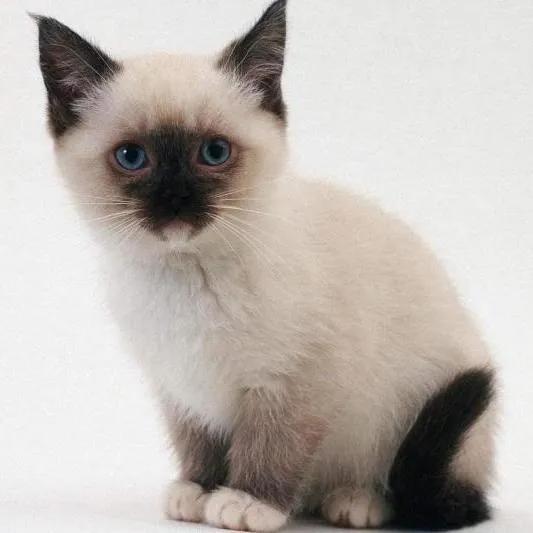 什么品种的暹罗猫比较好,什么品种的暹罗猫最好