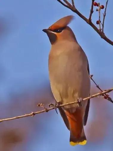 太平鸟图片素材,太平鸟造型图片